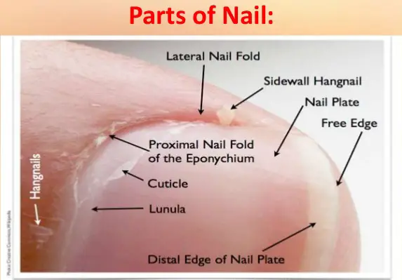 parts of cuticle