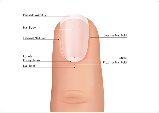 parts of nails