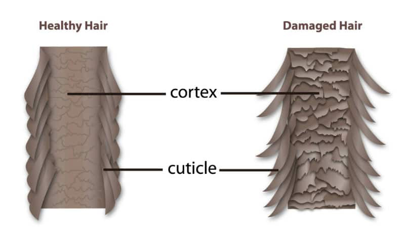 cuticle damage