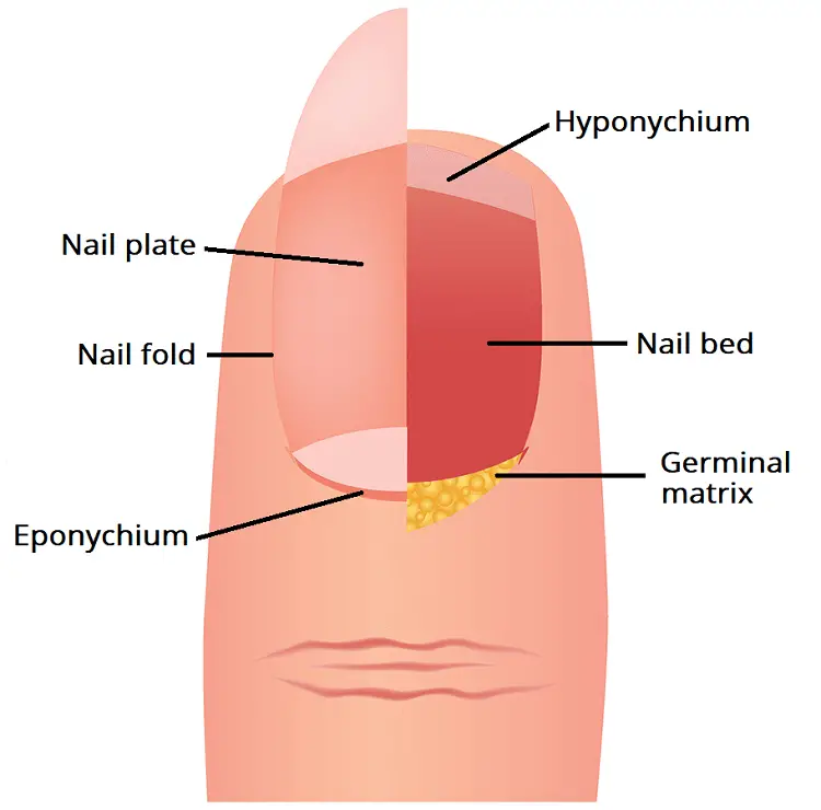 Why Are Your Nails Crooked? Fix the Curves Now!